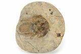 Rare, Spiny Kolihapeltis Trilobite - Atchana, Morocco #241158-4